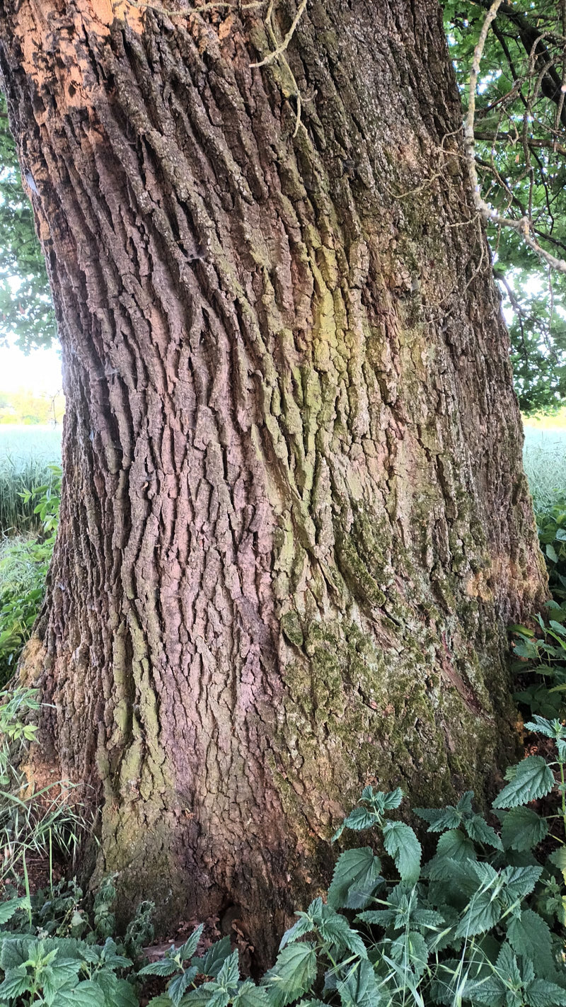 Stieleiche — Bild 4