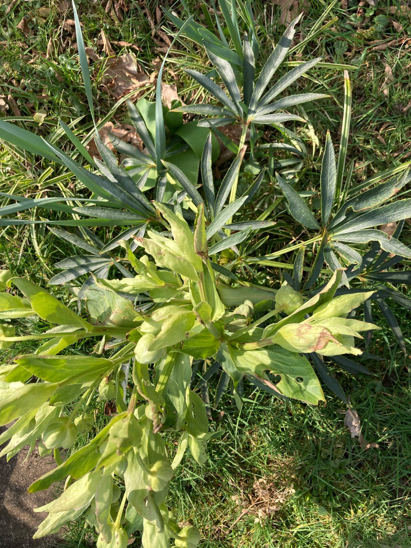 Stinkende Nieswurz — Bild 2