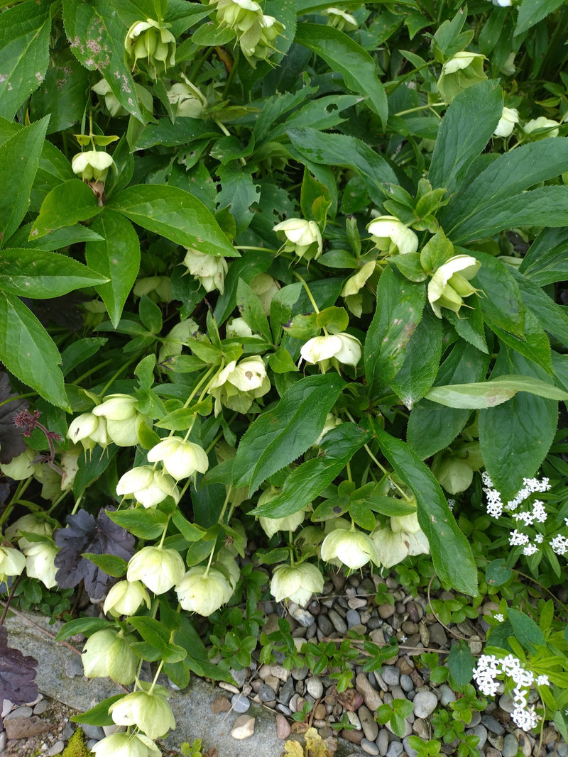 Stinkende Nieswurz — Bild 1