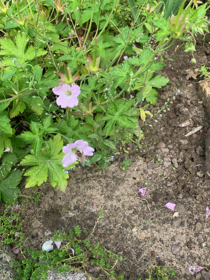 Storchschnabel — Bild 1