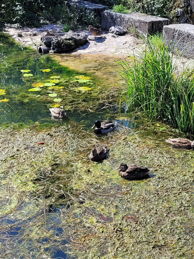 Stockente — Bild 1