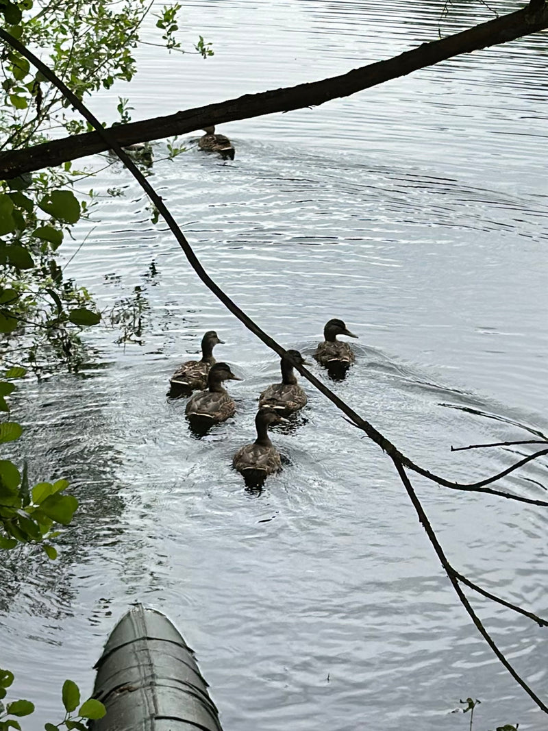 Stockente — Bild 4