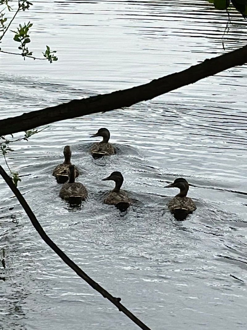 Stockente — Bild 3