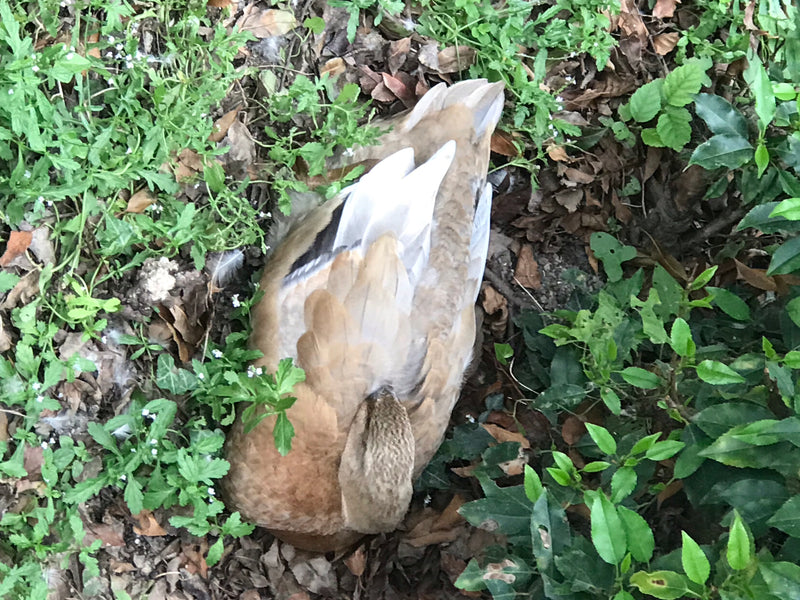 Eine Stockente ruht auf dem Boden zwischen Laub und grünen Pflanzen.