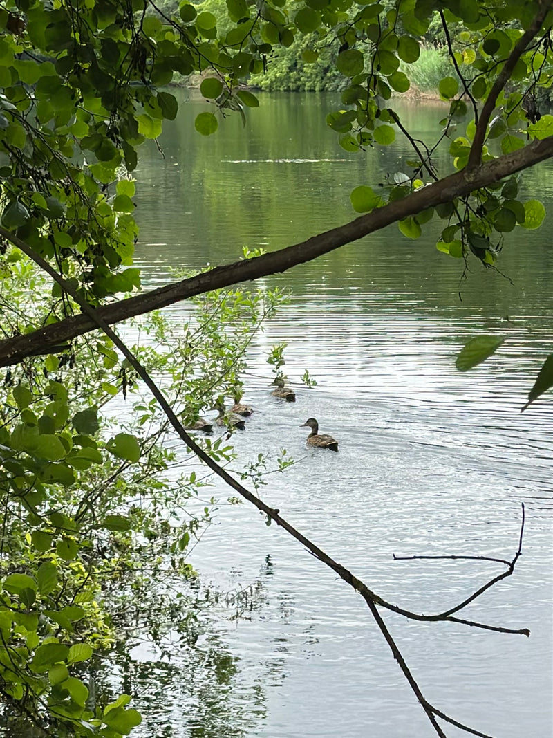 Stockente — Bild 5