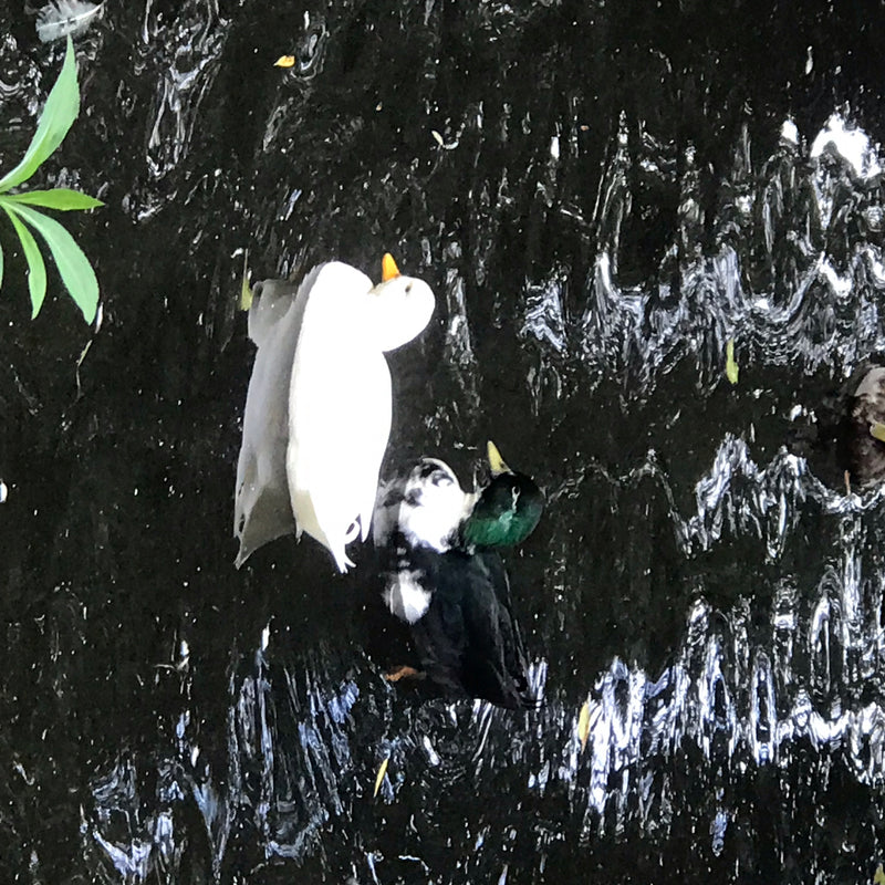 Auf dem dunklen Wasser schwimmen zwei Stockenten, darunter ein auffällig helles Exemplar und ein erpelfarbenes.