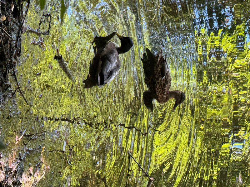 Zwei Stockenten schwimmen auf einem Gewässer, dessen Oberfläche von grünen Spiegelungen und Wellen geprägt ist. Die Szene zeigt ein Männchen und ein Weibchen...
