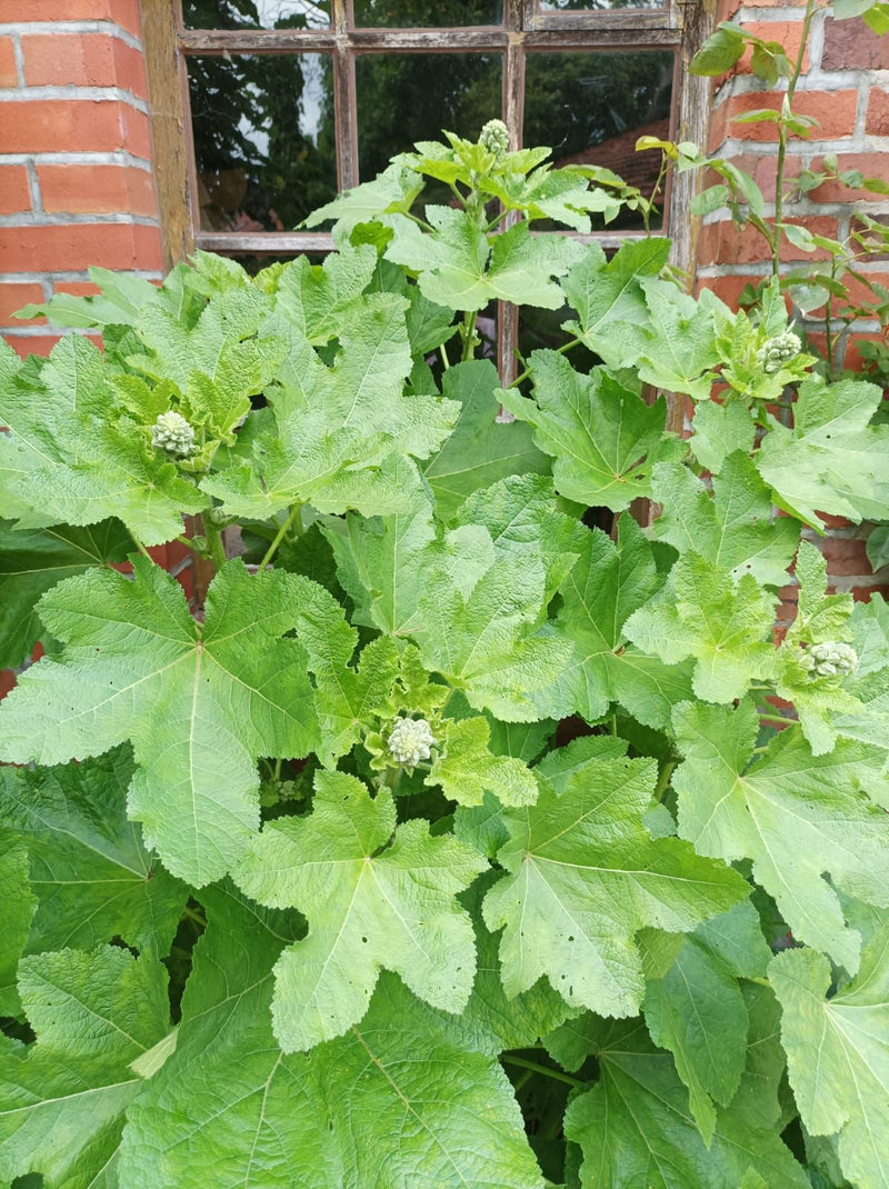 Stockrosen — Bild 4