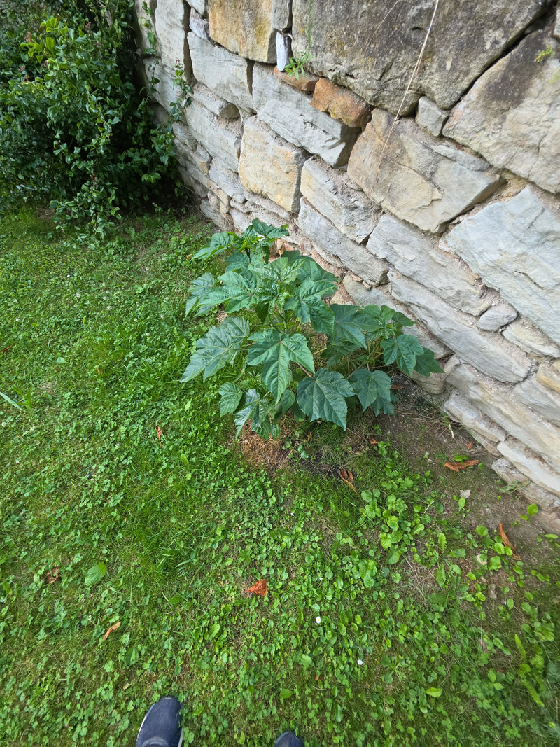 Stockrosen — Bild 1