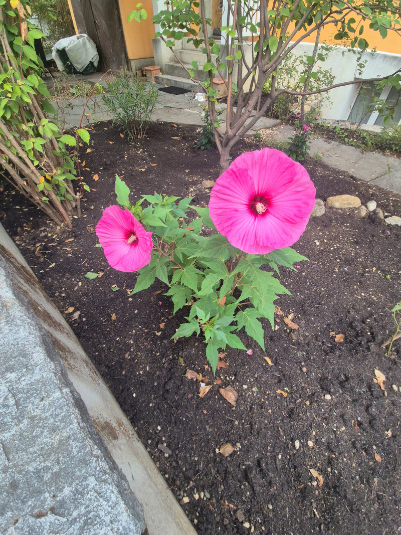 Eine Sumpfeibisch-Pflanze mit zwei sehr großen, leuchtend rosa Blüten wächst in einem mit Erde bedeckten Gartenbeet.