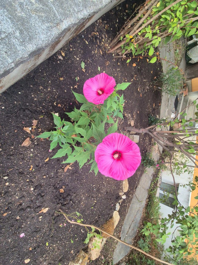 Zu sehen ist eine Stockrose mit zwei auffälligen, pinken Blüten und grünen Blättern. Sie wächst in einem beetartigen Gartenbereich auf dunkler Erde.