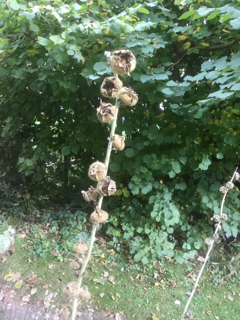 Ein aufrechter Stängel einer verblühten Stockrose mit vertrockneten Samenkapseln vor grünem Laub.