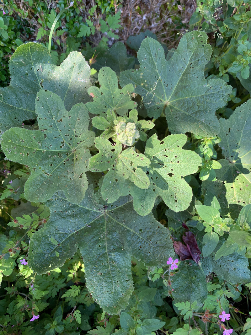 Stockrosen — Bild 3
