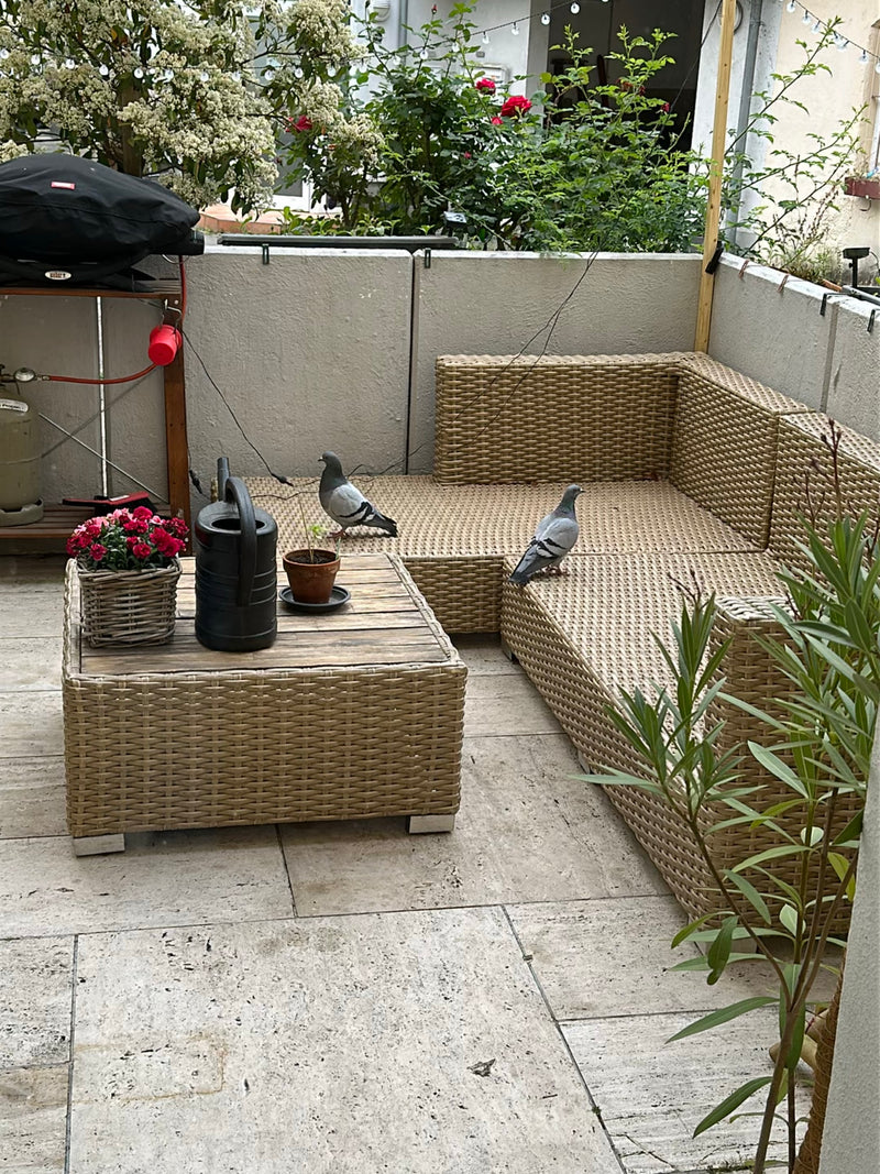 Straßentaube — Bild 1