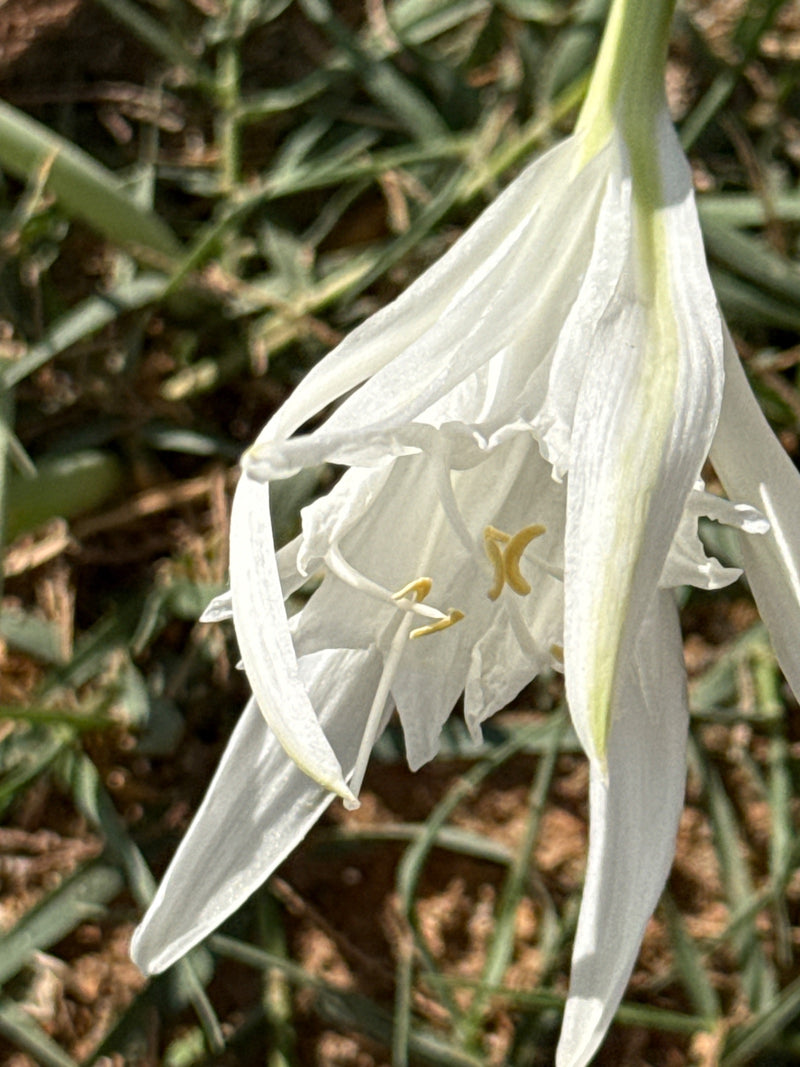 Strand-Trichternarzisse — Bild 3 von 3