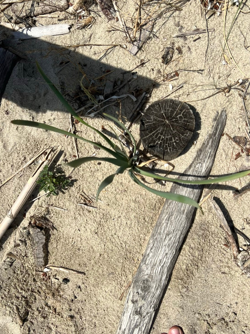 Strand-Trichternarzisse — Bild 1