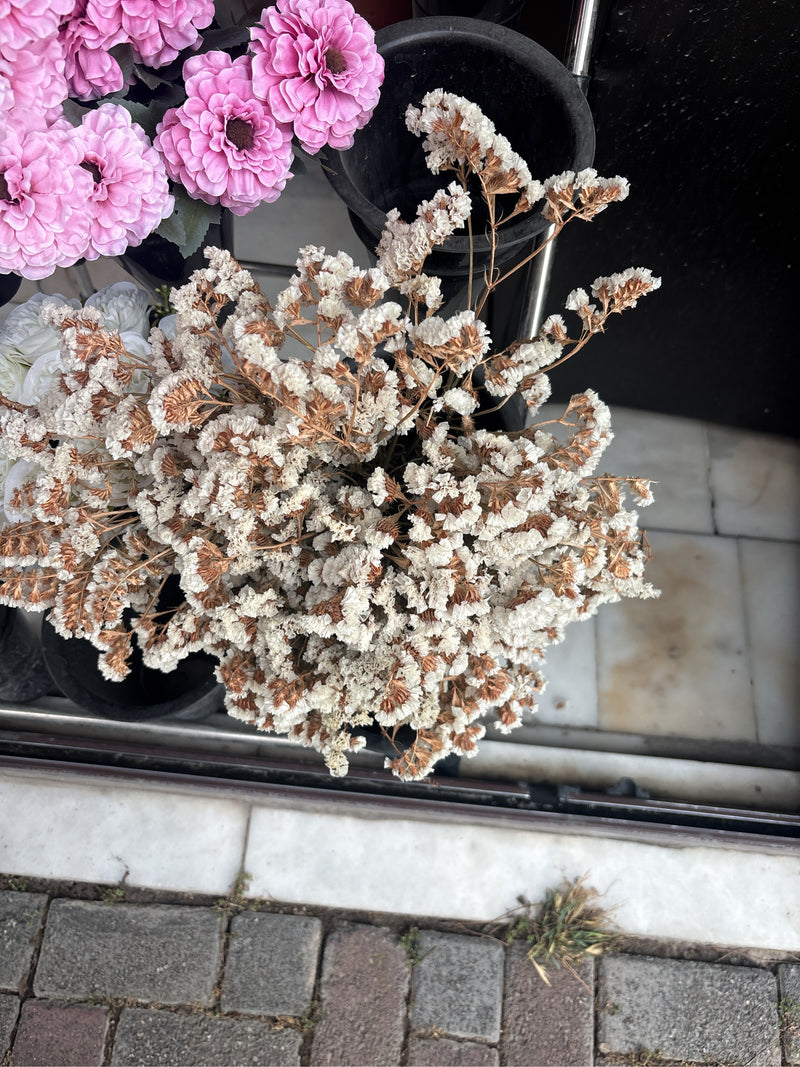 Strandflieder — Bild 5