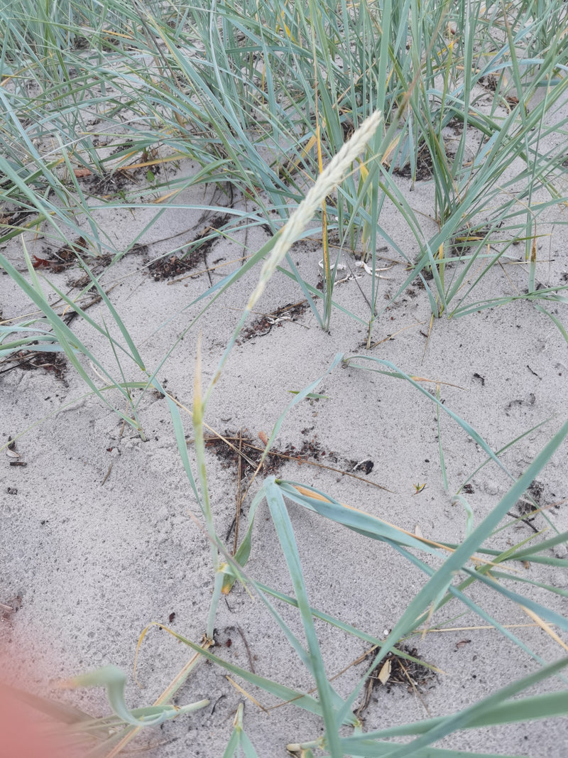 Strandhafer — Bild 5