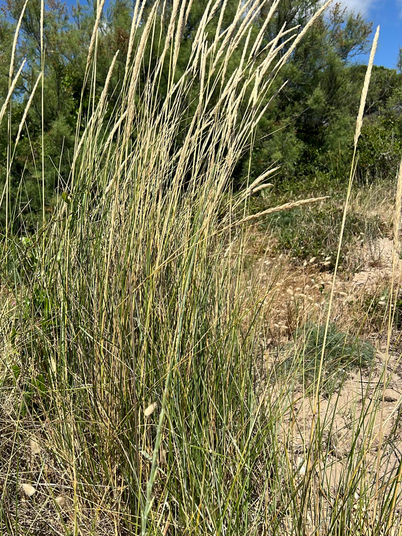 Strandhafer — Bild 3