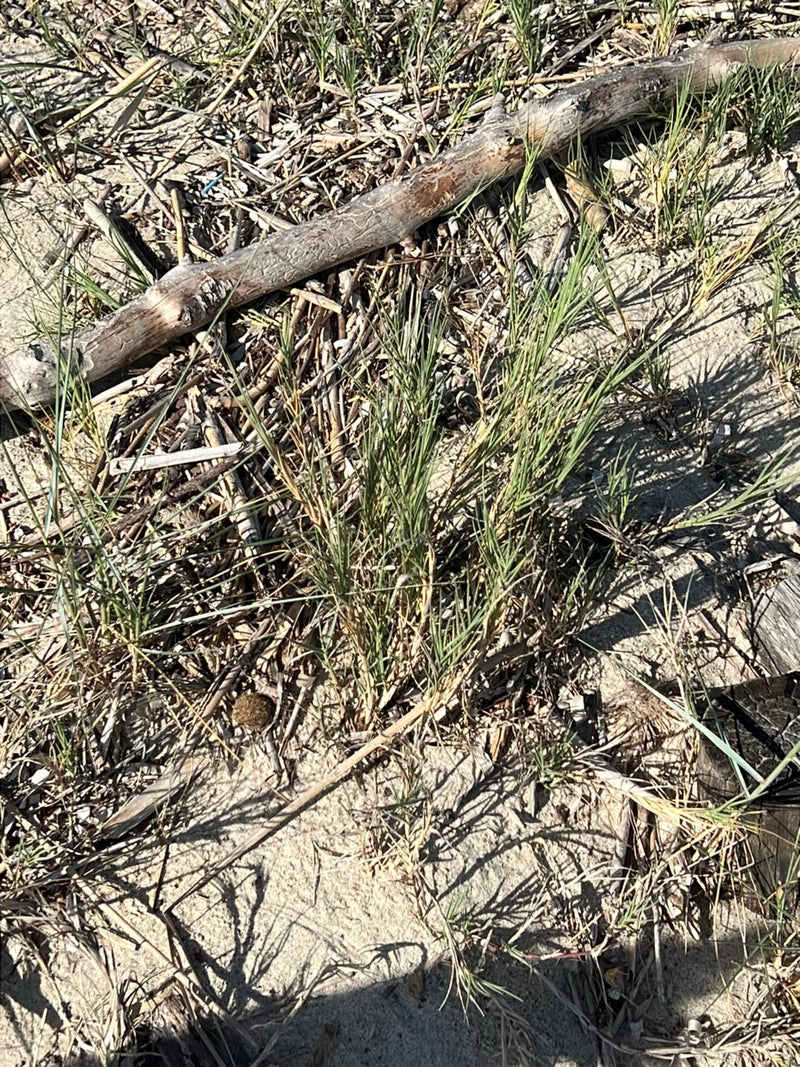 Strandhafer — Bild 1