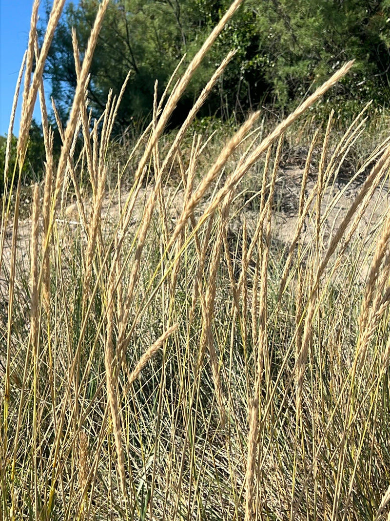 Strandhafer — Bild 2