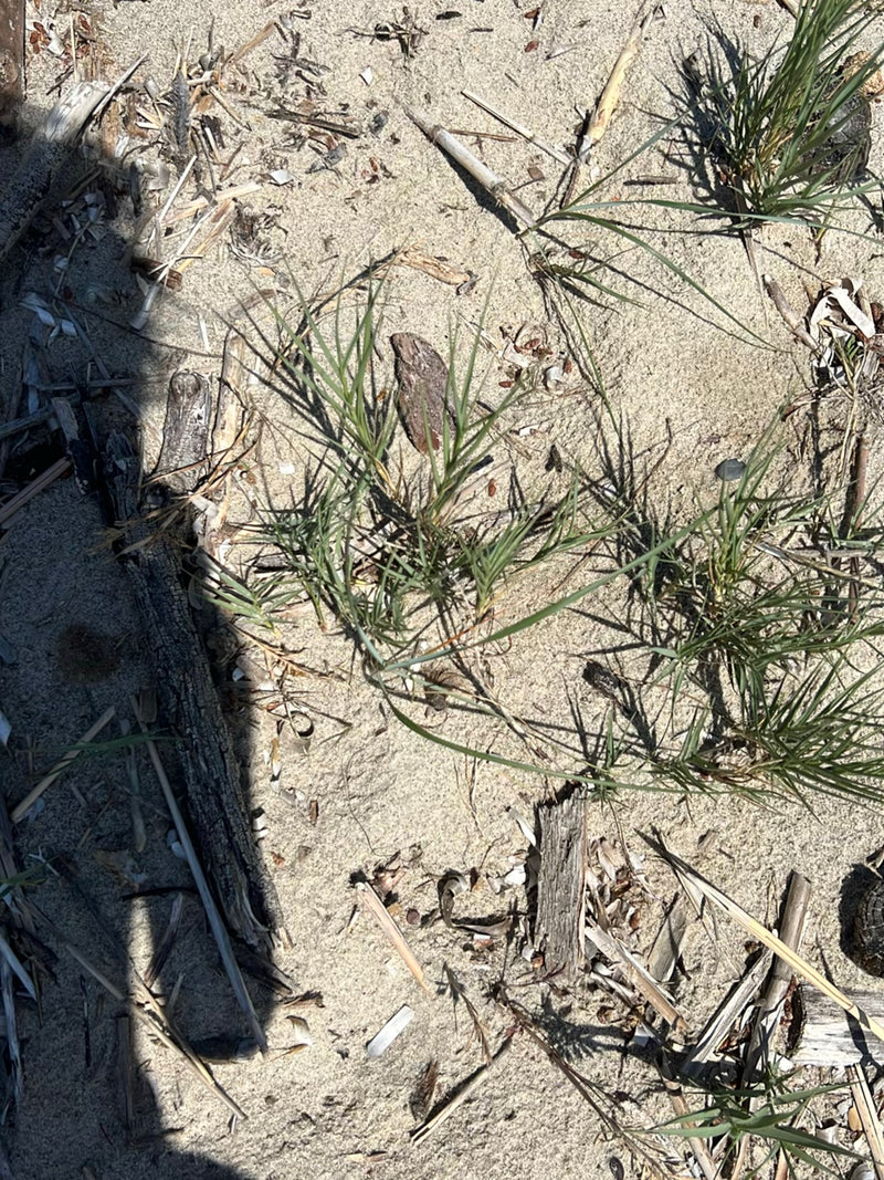 Strandhafer — Bild 1