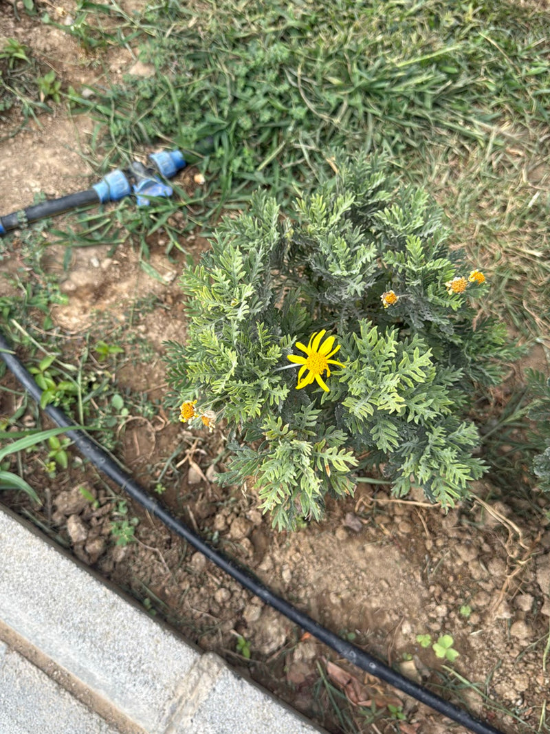 Strauch-Euryops — Bild 1