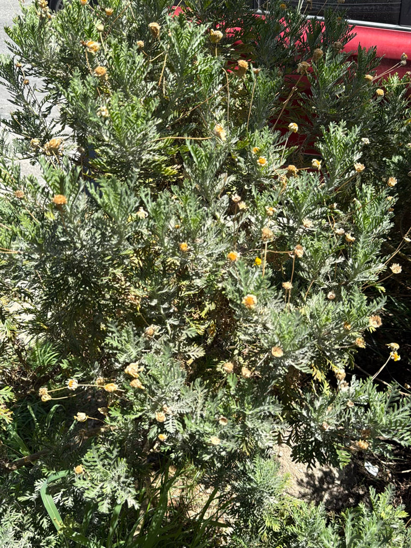 Strauchmargerite — Bild 1