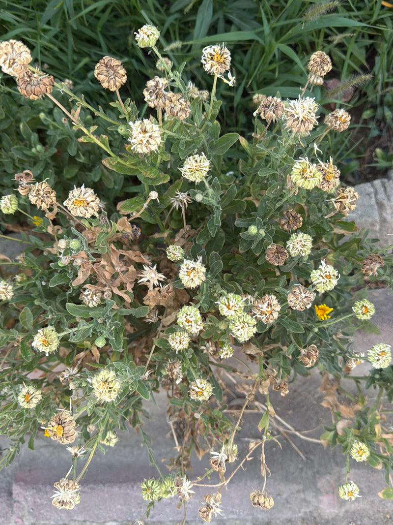 Strauchmargerite — Bild 5