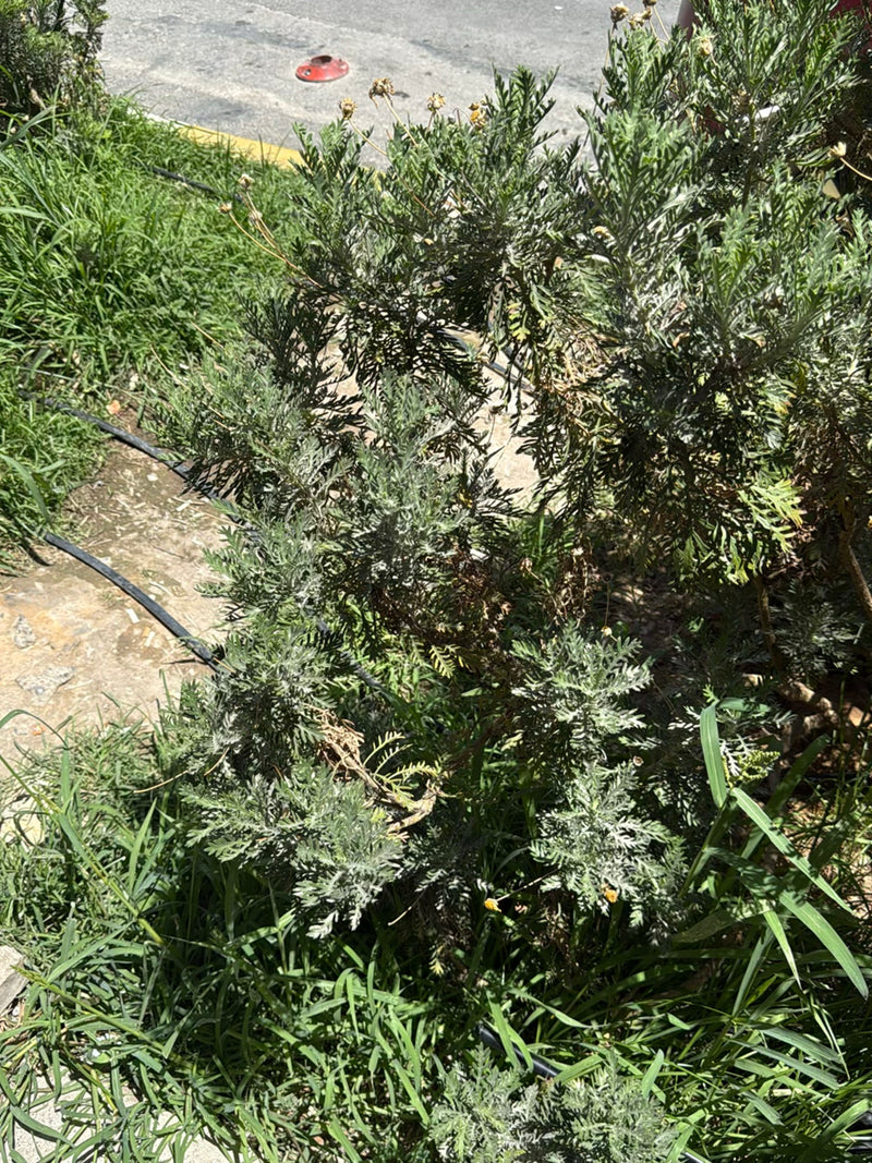 Strauchmargerite — Bild 2