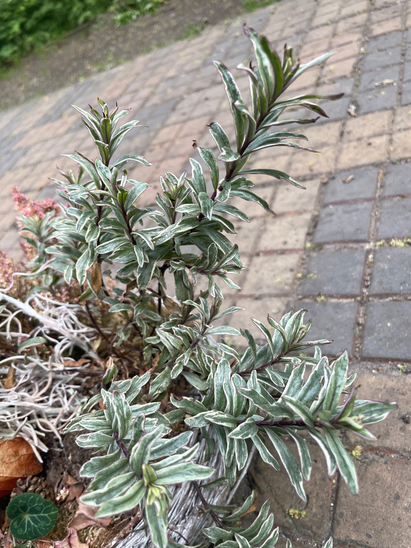 Strauchveronika — Bild 2