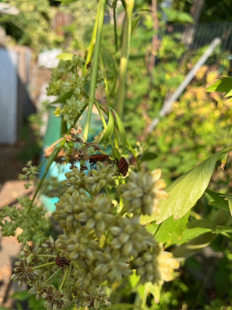 Streifenwanze — Bild 5