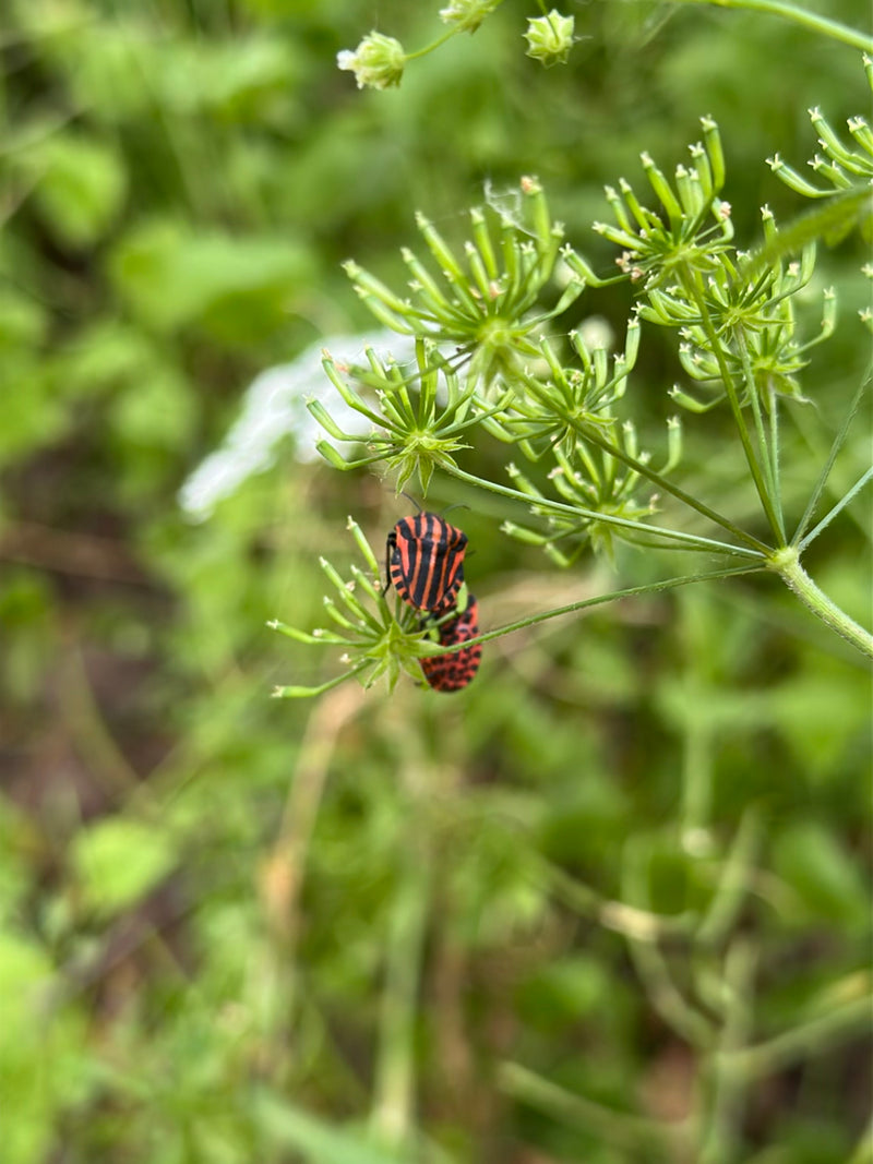 Streifenwanze — Bild 2