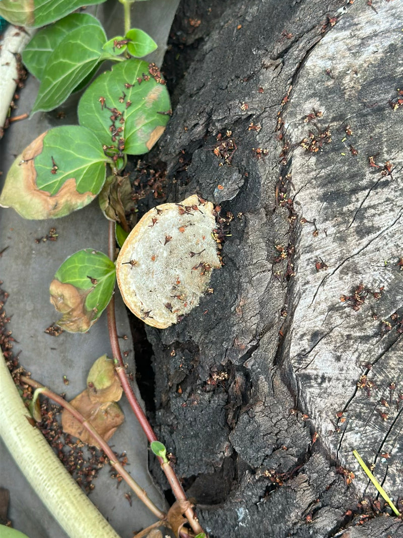 Striegeliger Schichtpilz — Bild 1