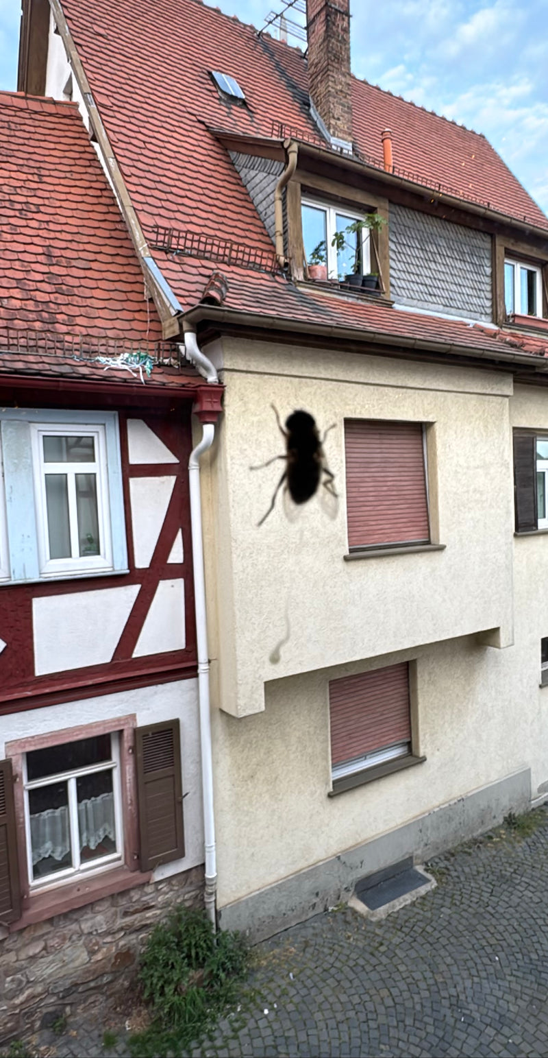 Große Stubenfliege — Bild 2
