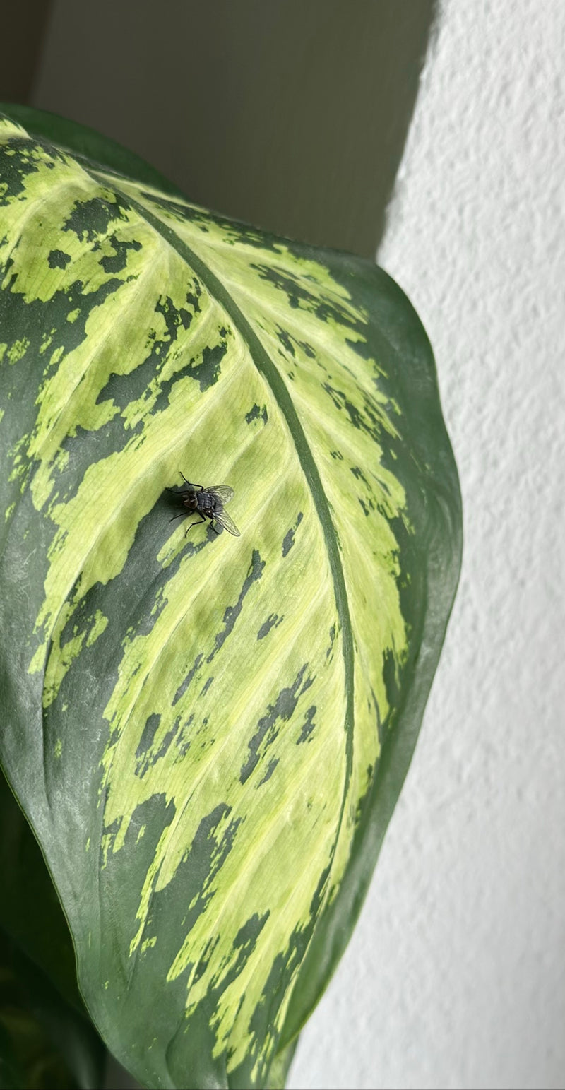 Große Stubenfliege — Bild 4