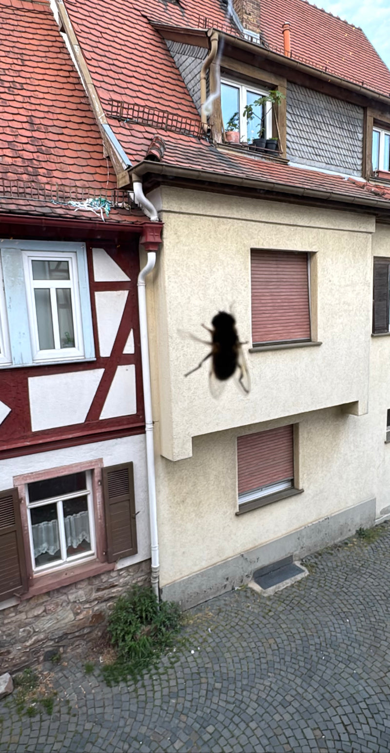 Große Stubenfliege — Bild 1