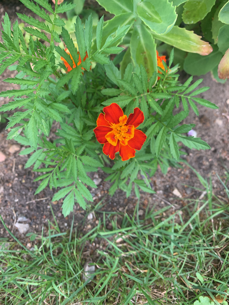Studentenblume — Bild 3