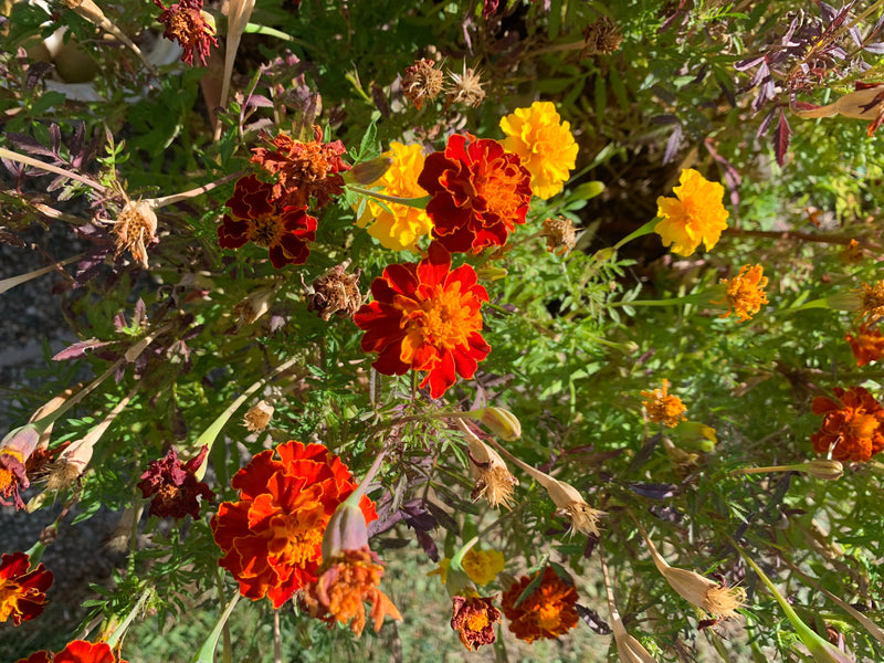 Studentenblume — Bild 2 von 6