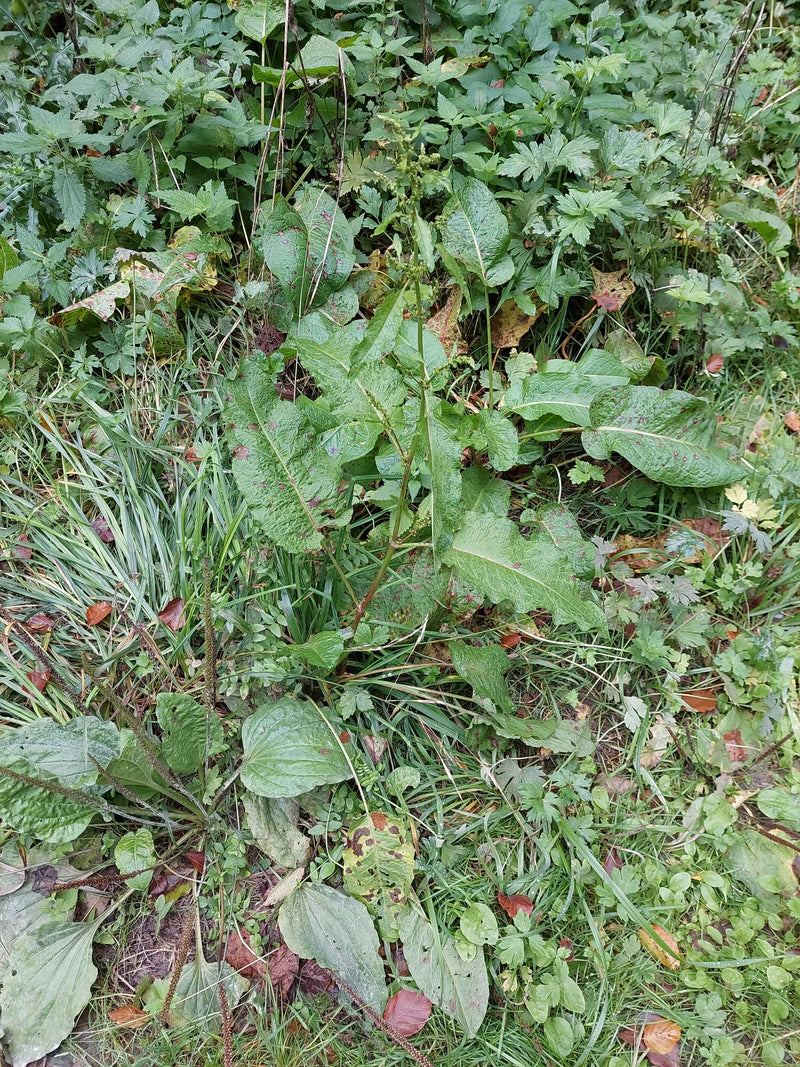 Eine Pflanze des Stumpfblättrigen Ampfers mit breiten Blättern und aufrechtem Blütenstand wächst umgeben von Wegerich und Gras.