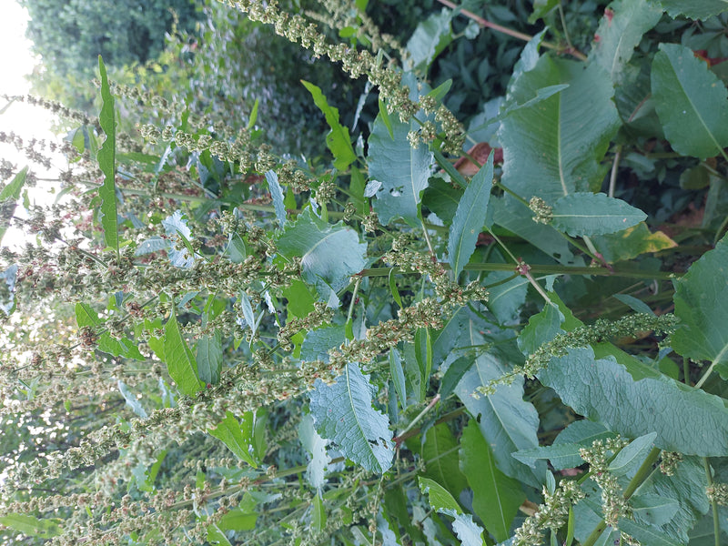 Stumpfblättriger Ampfer — Bild 5