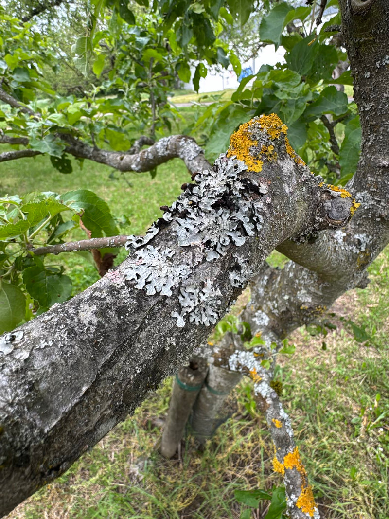 Sulcatflechte — Bild 1