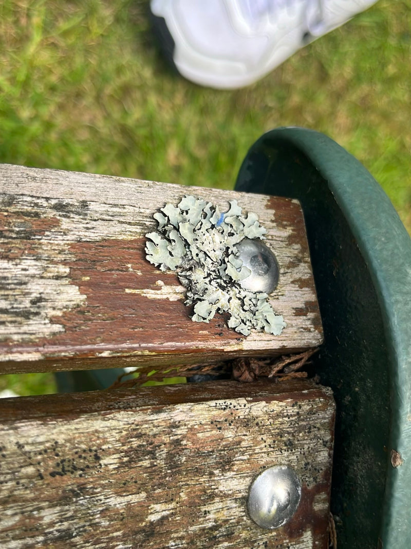 Sulcatflechte — Bild 4