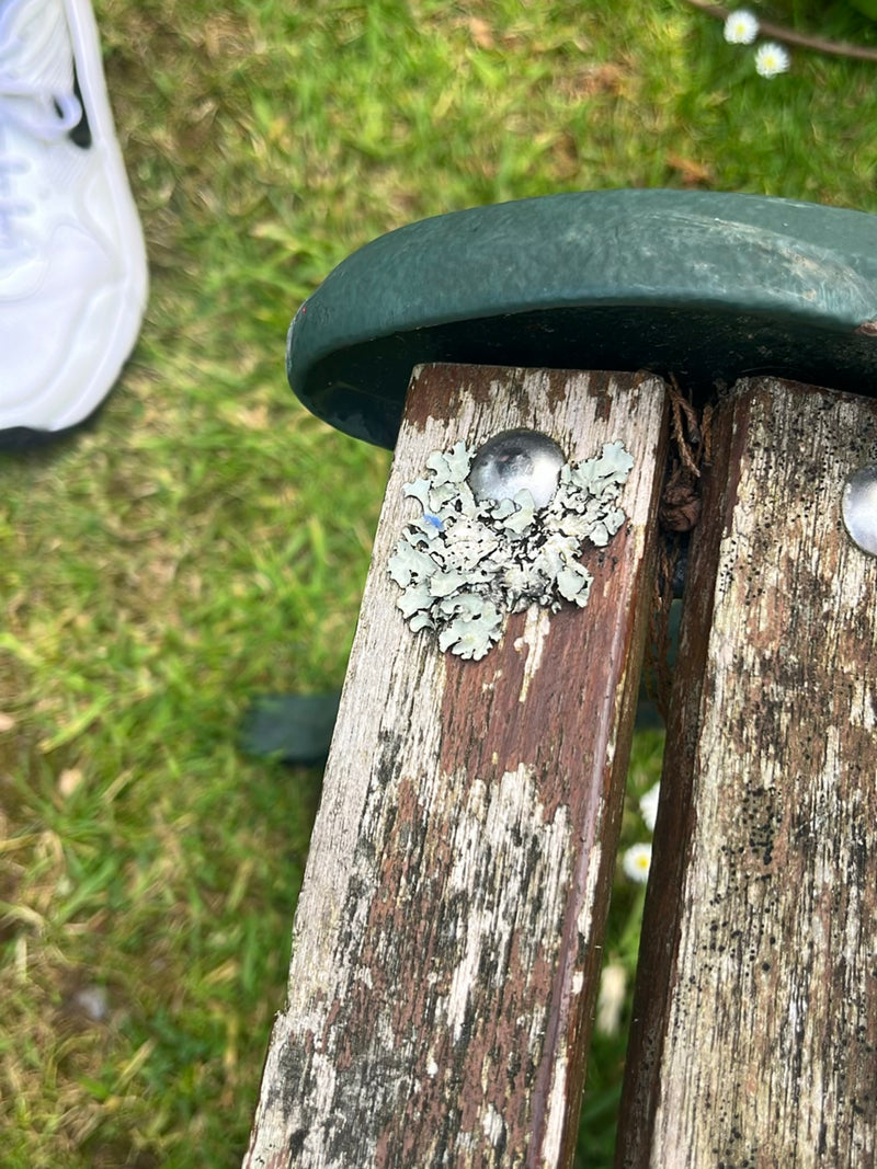 Sulcatflechte — Bild 3