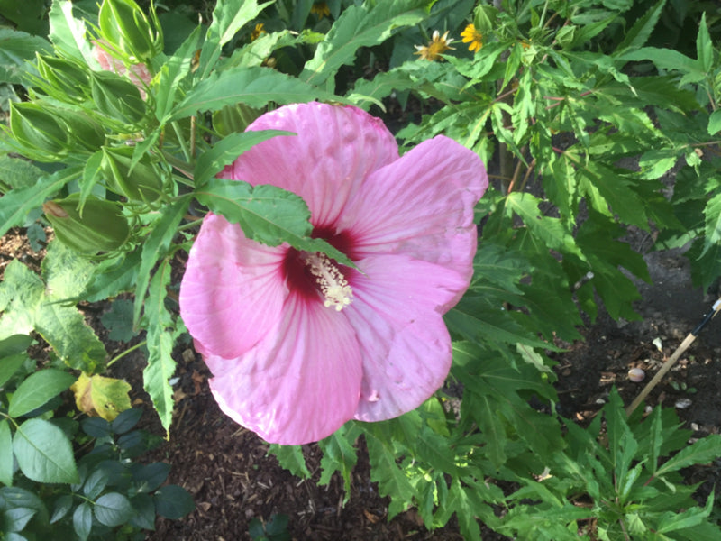 Nahaufnahme einer großen rosa Blüte mit dunkelrotem Zentrum und prominenter Staubblattsäule, umgeben von grünem Laub und Knospen in einem Gartenbeet.