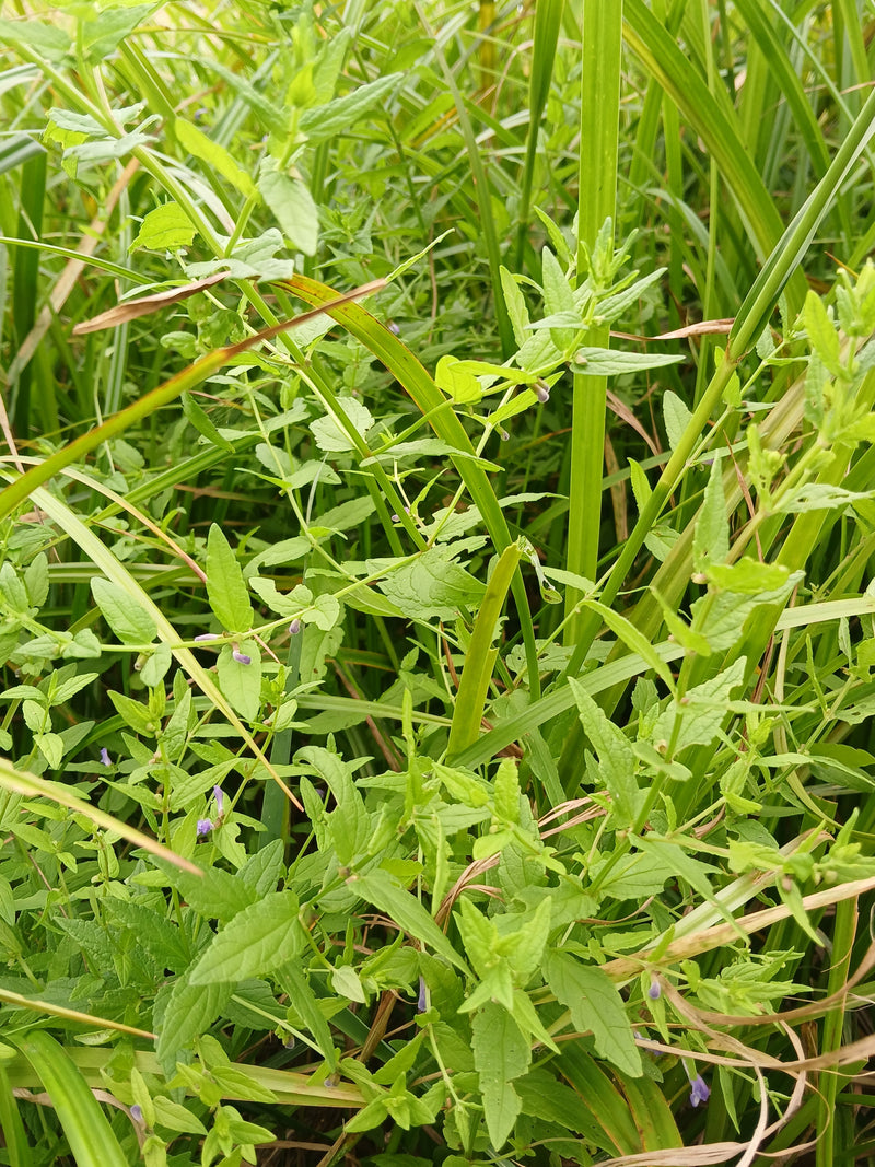 Sumpf-Helmkraut — Bild 1
