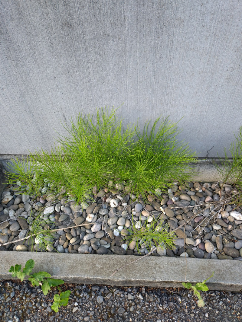 Sumpf-Schachtelhalm — Bild 1