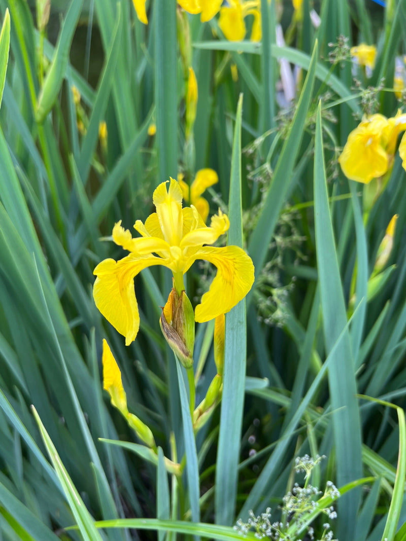 Sumpf-Schwertlilie — Bild 1