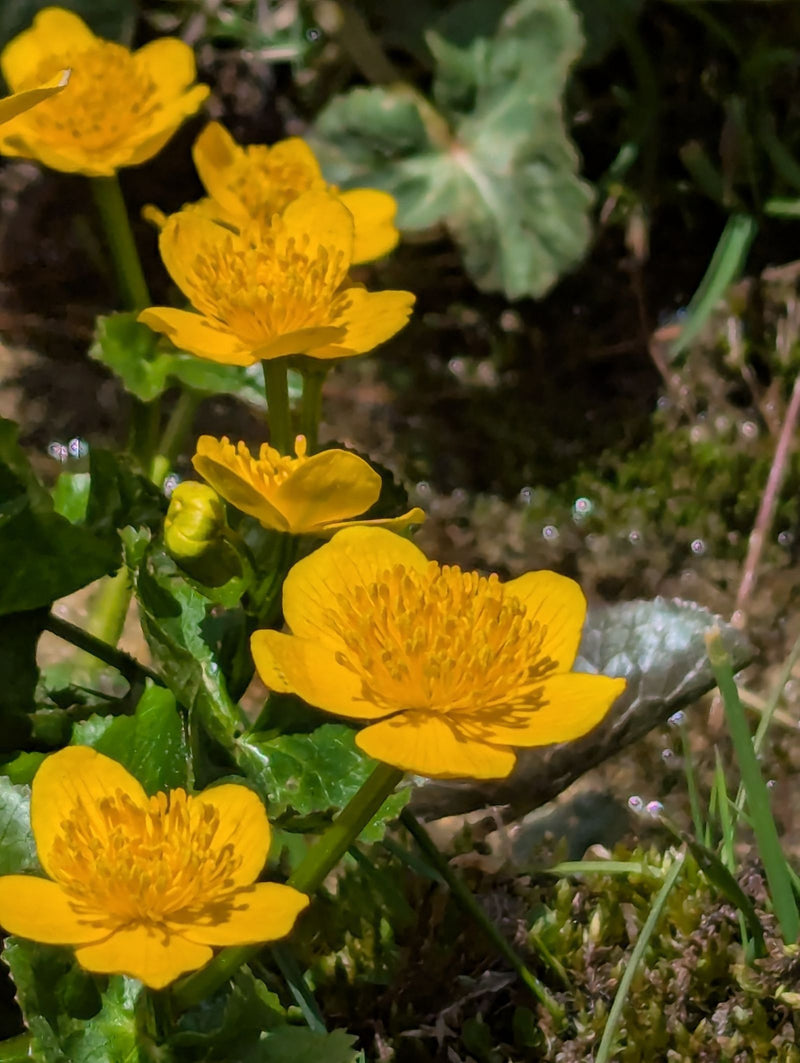 Sumpfdotterblume — Bild 1