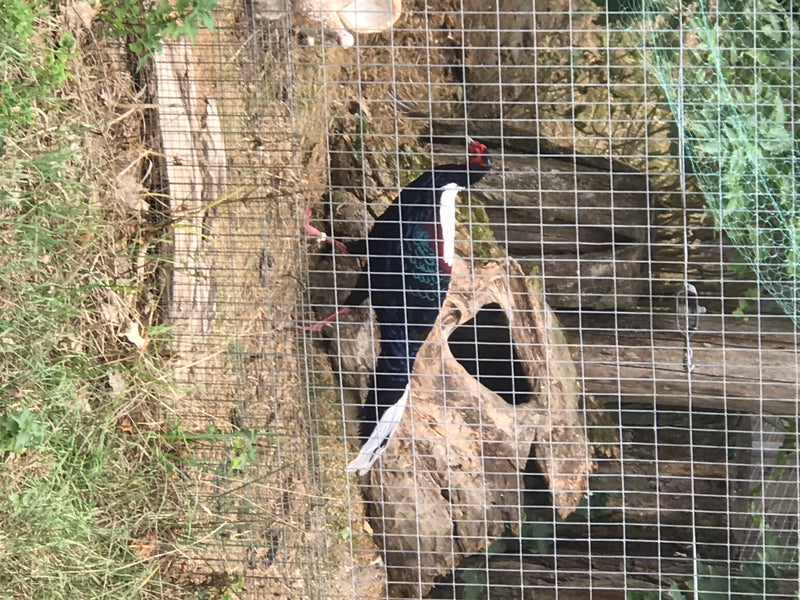 Swinhoe-Fasan — Bild 1 von 1